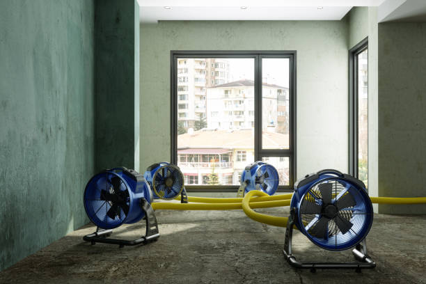 Best Basement water damage restoration  in Roscoe, IL